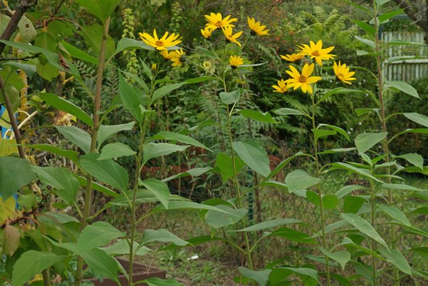 Топинамбур цветы