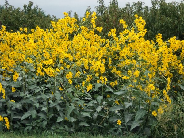 Топинамбур цветет