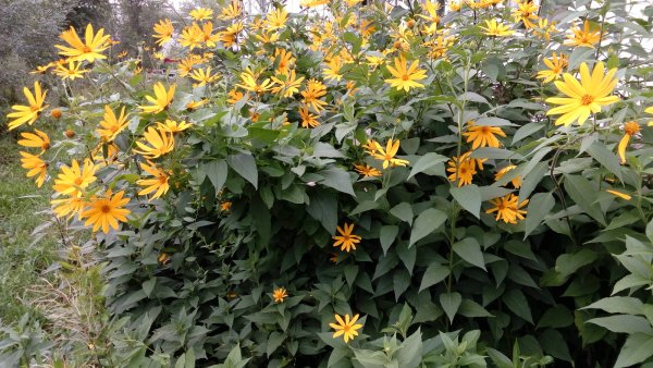 Топинамбур цветет