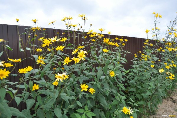 Земляная груша топинамбур