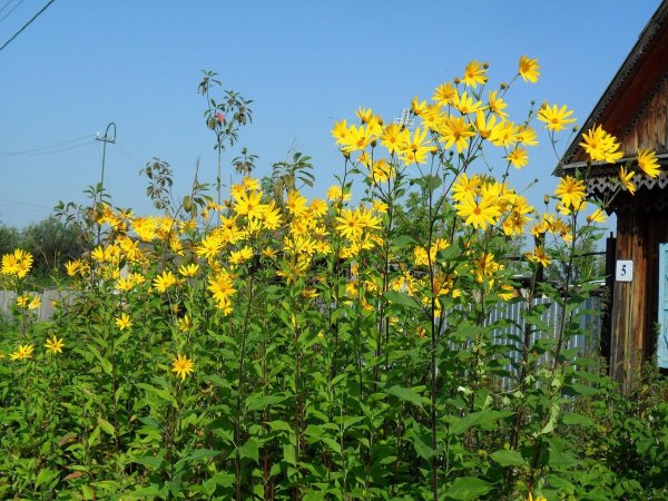 Топинамбур многолетний