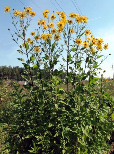 Подсолнечник клубненосный топинамбур