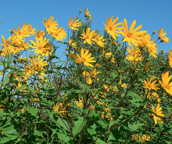 Топинамбур Солнечный
