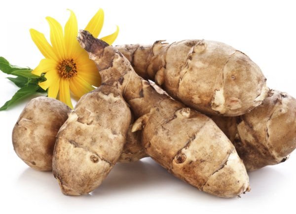 Земляная груша топинамбур