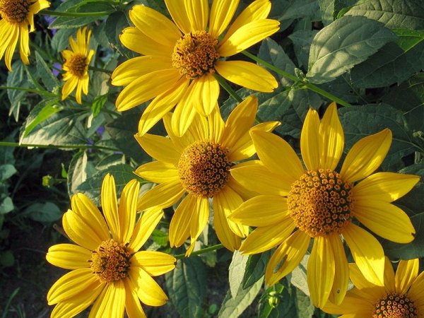 Топинамбур - многолетний подсолнечник