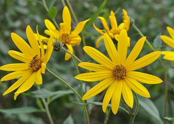 Жёлтые цветы топинамбур