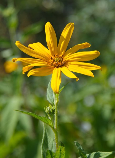 Топинамбур растение