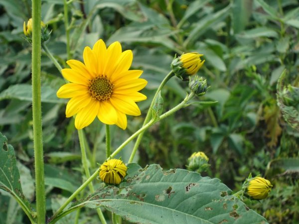 Подсолнечник клубненосный топинамбур