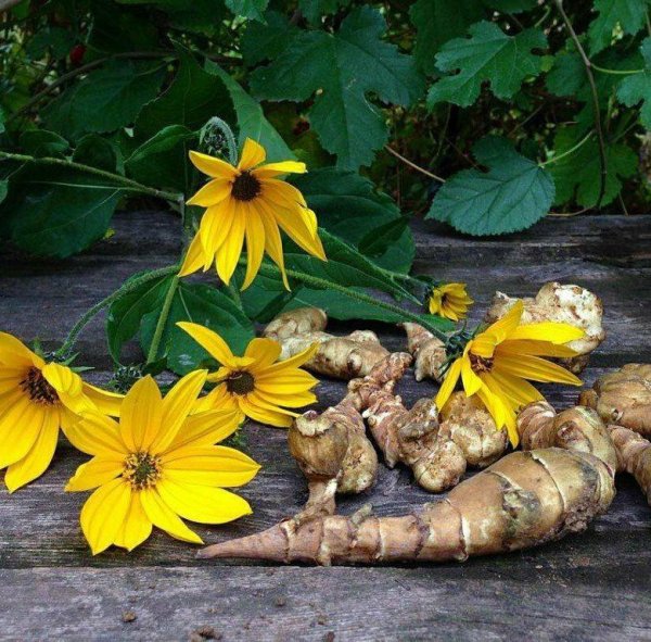 Санта топинамбур