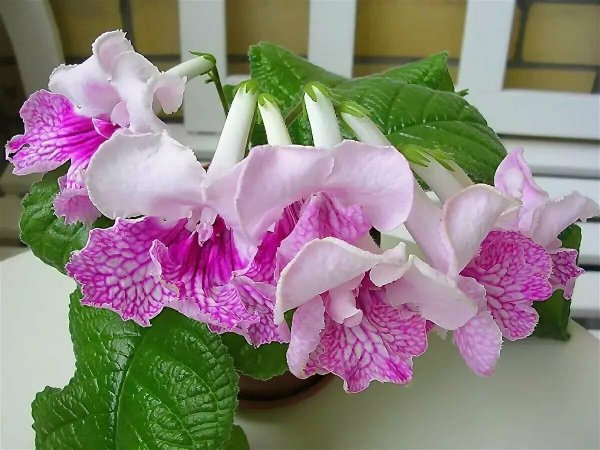 Стрептокарпус DS 1214