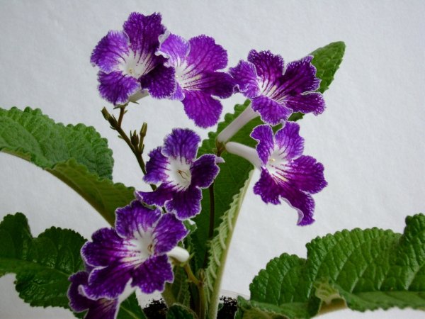 Примула стрептокарпус