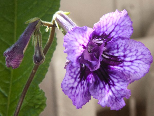 Стрептокарпус рекс Королевский