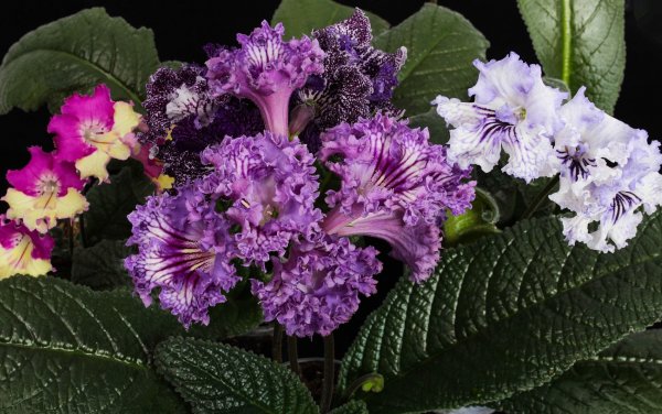 Стрептокарпус DS индиго