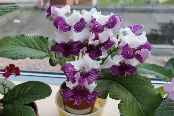 Стрептокарпус Бельчонок