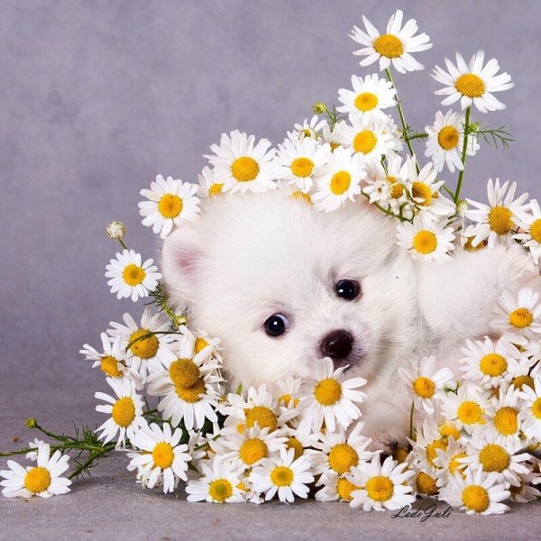 Собачка с ромашками