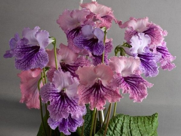 Стрептокарпус DS мистика