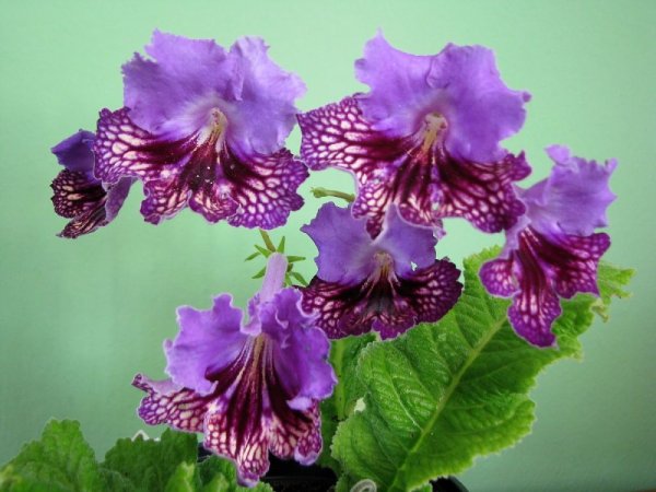 Стрептокарпус Geronimo