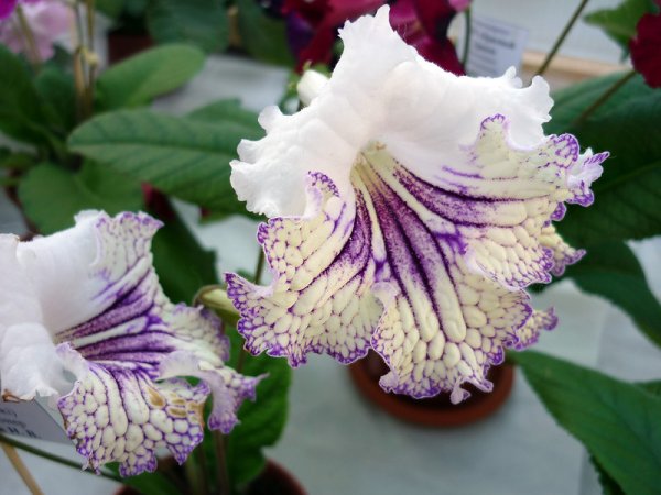 Стрептокарпус Еве