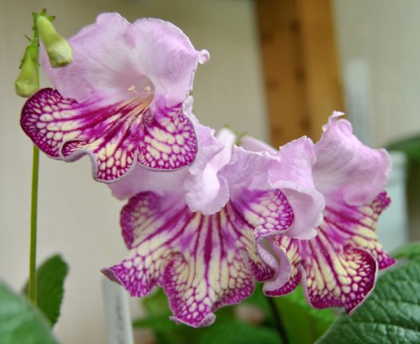 Стрептокарпус рекс Королевский