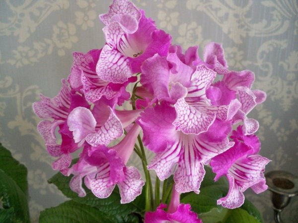 Стрептокарпус DS бьютифул