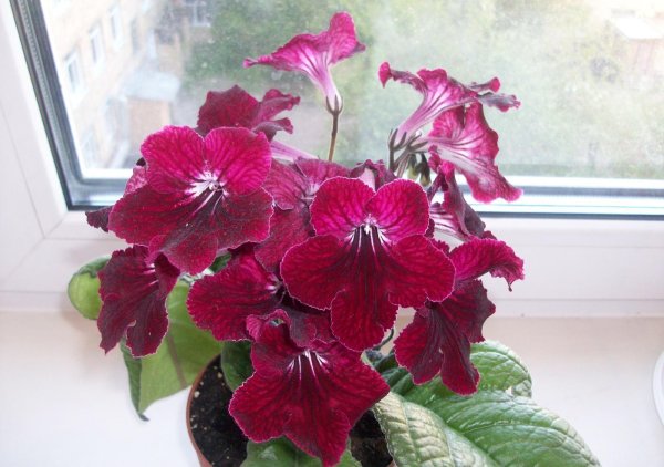 Стрептокарпус Валькирия