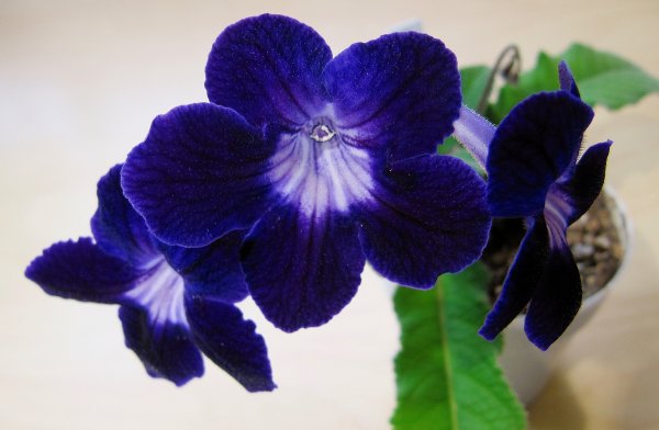 Стрептокарпус рекс Королевский