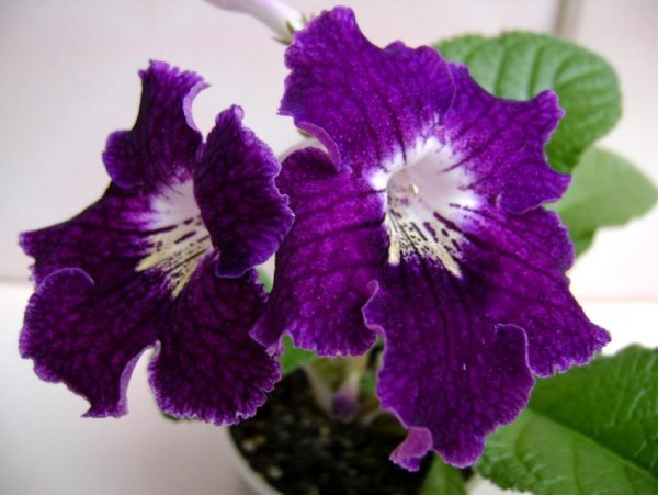 Стрептокарпус Лимончелло