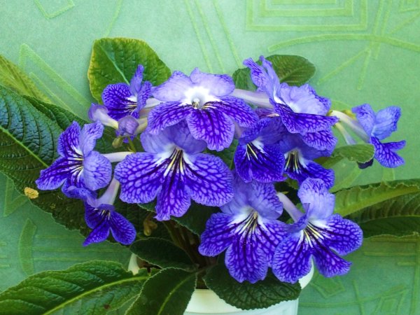 Стрептокарпус рекс Королевский