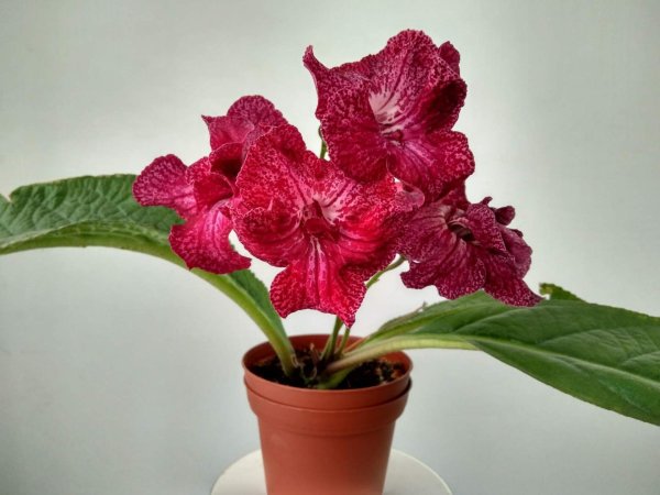 Стрептокарпус DS Фитюлька