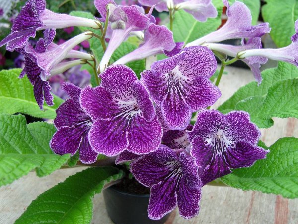 Стрептокарпус Кавказская пленница