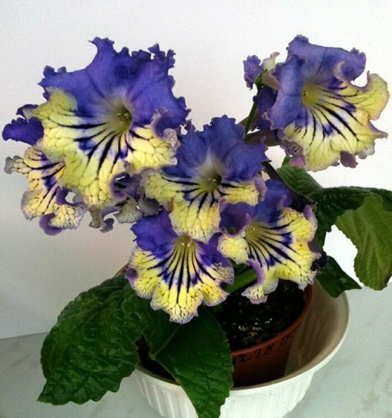 Стрептокарпус Эскада магнетизм