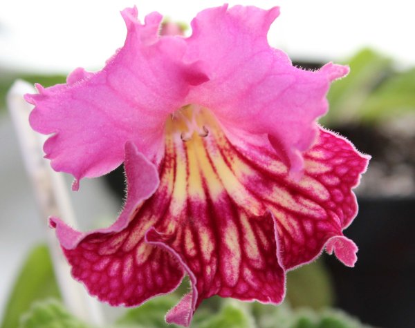 Стрептокарпус цветок