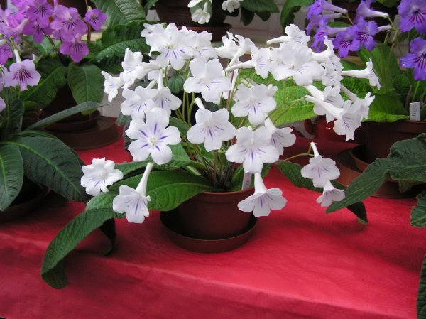 Стрептокарпус Snowline