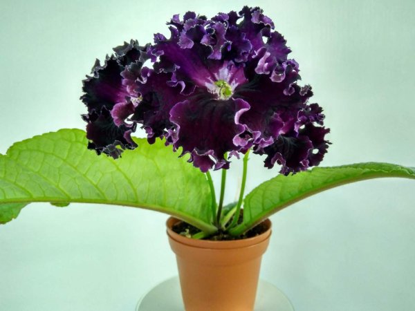 Стрептокарпус цветок