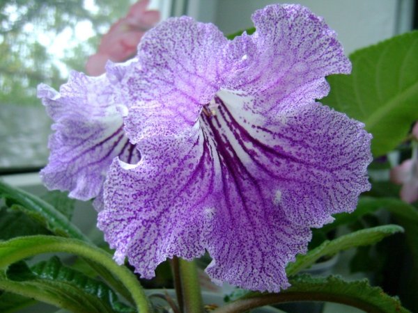 Стрептокарпус гибрид
