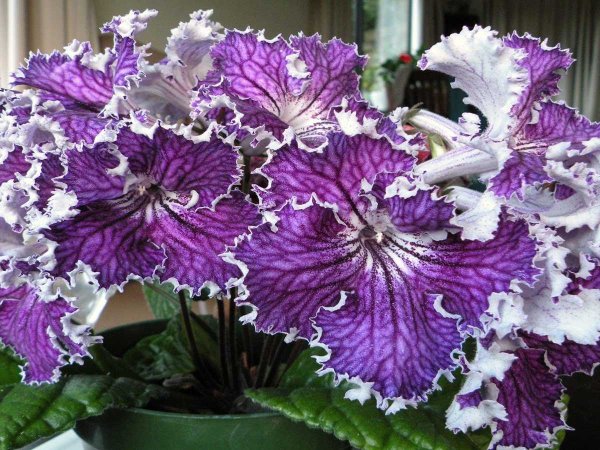 Стрептокарпус гибридный