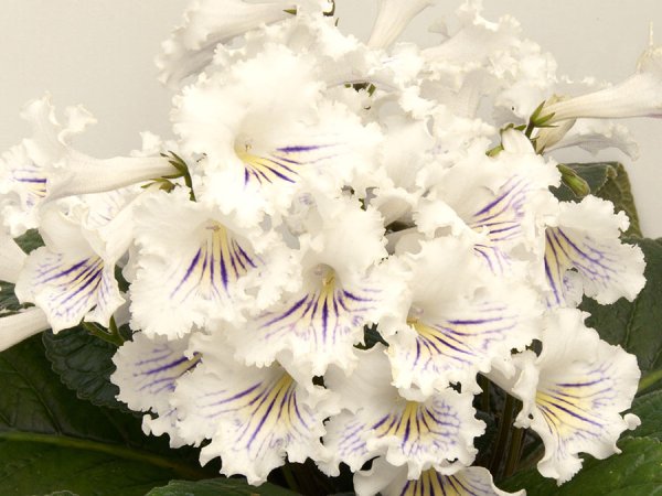 Стрептокарпус DS-2125