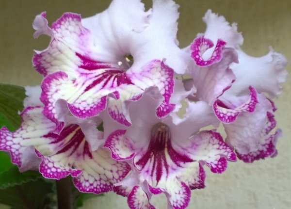 Стрептокарпус рекс Королевский