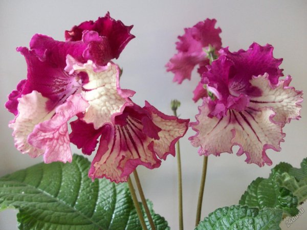 Стрептокарпус гибрид