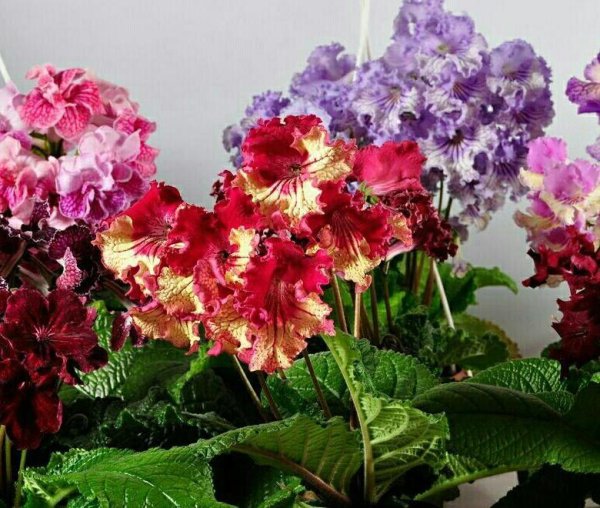 Стрептокарпус DS Диметрис