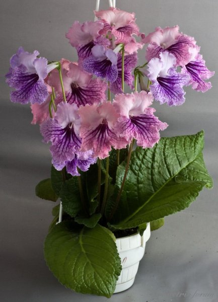 Стрептокарпус DS 2416