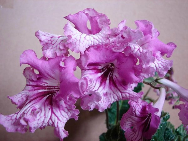 Стрептокарпус рекс Королевский