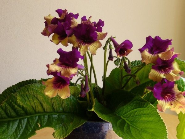 Harlequin Purple стрептокарпус