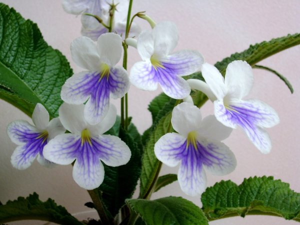 Стрептокарпус Night Beacon