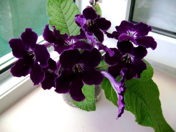 Стрептокарпус Baba Yaga