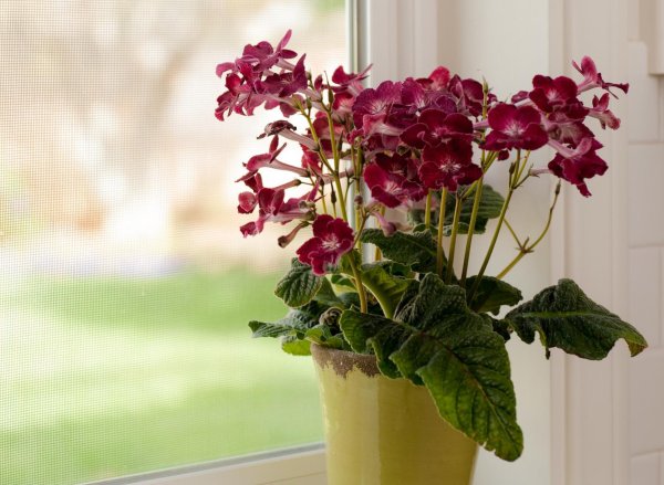 Стрептокарпус цветок