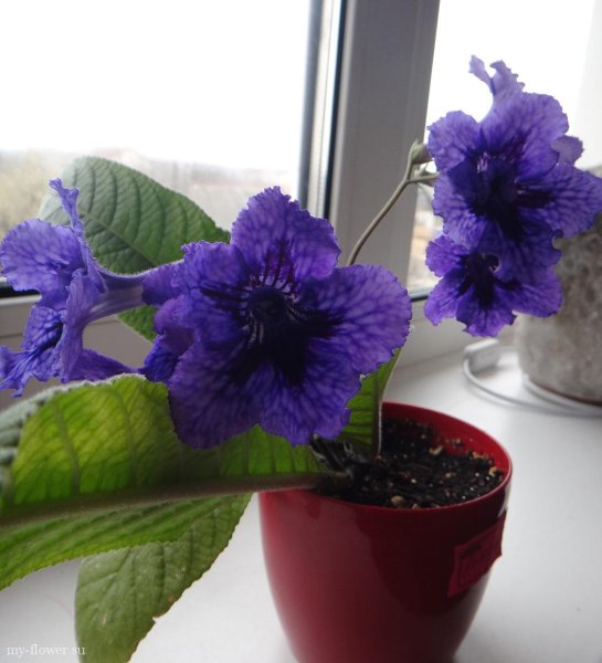 Растение стрептокарпус