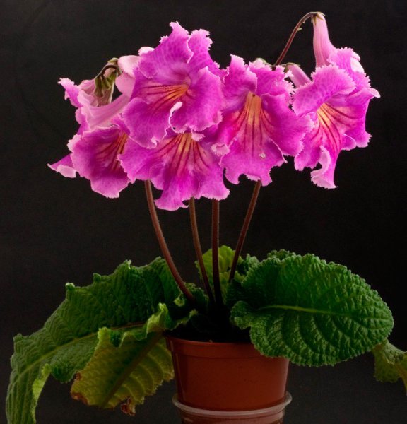 Стрептокарпус DS 1719