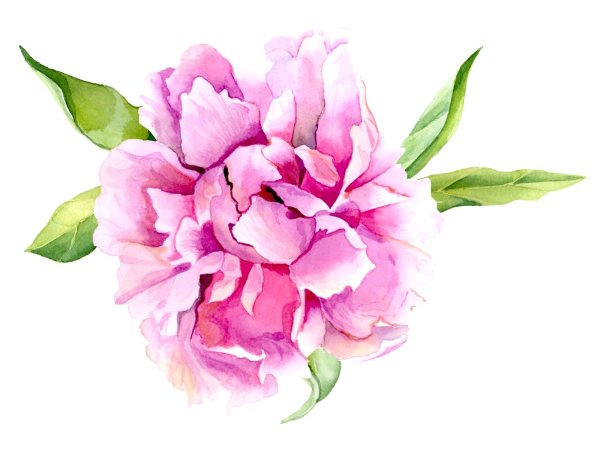 Акварельные цветы