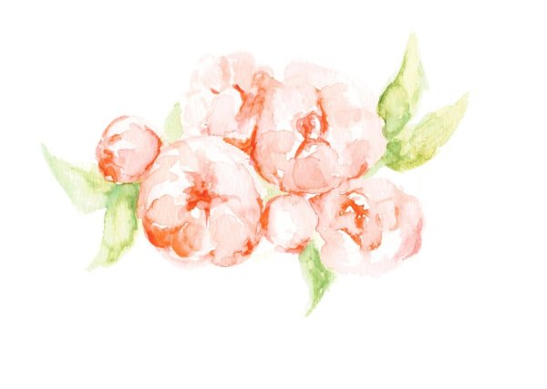 Акварельные цветы на белом фоне